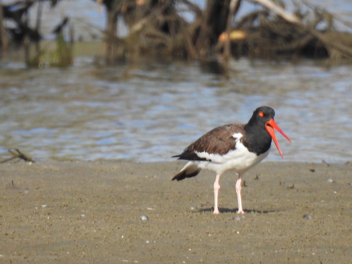 amerikatjeld - ML647351724