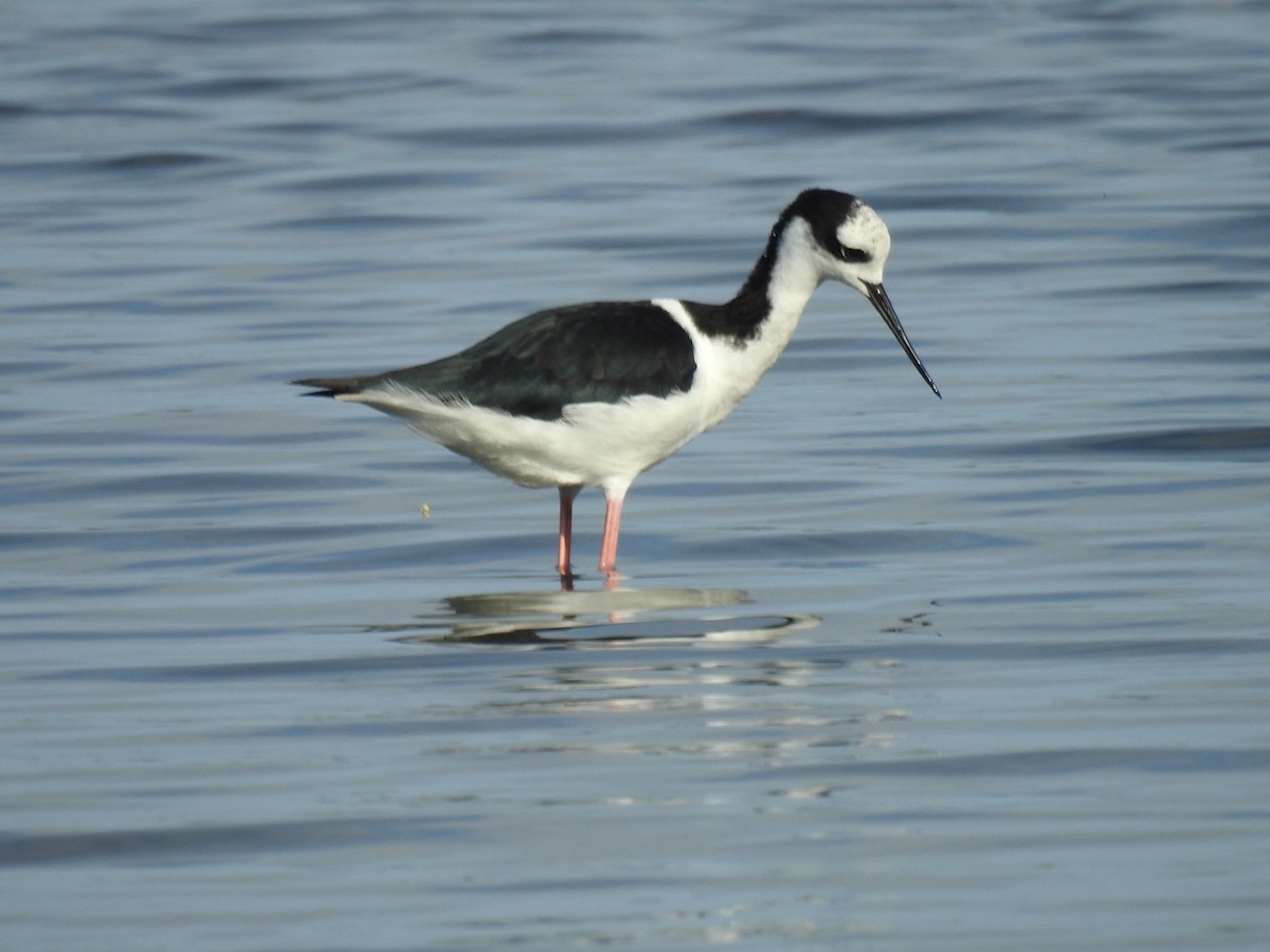 svartkronestylteløper (melanurus) (hvitkronestylteløper) - ML647351726