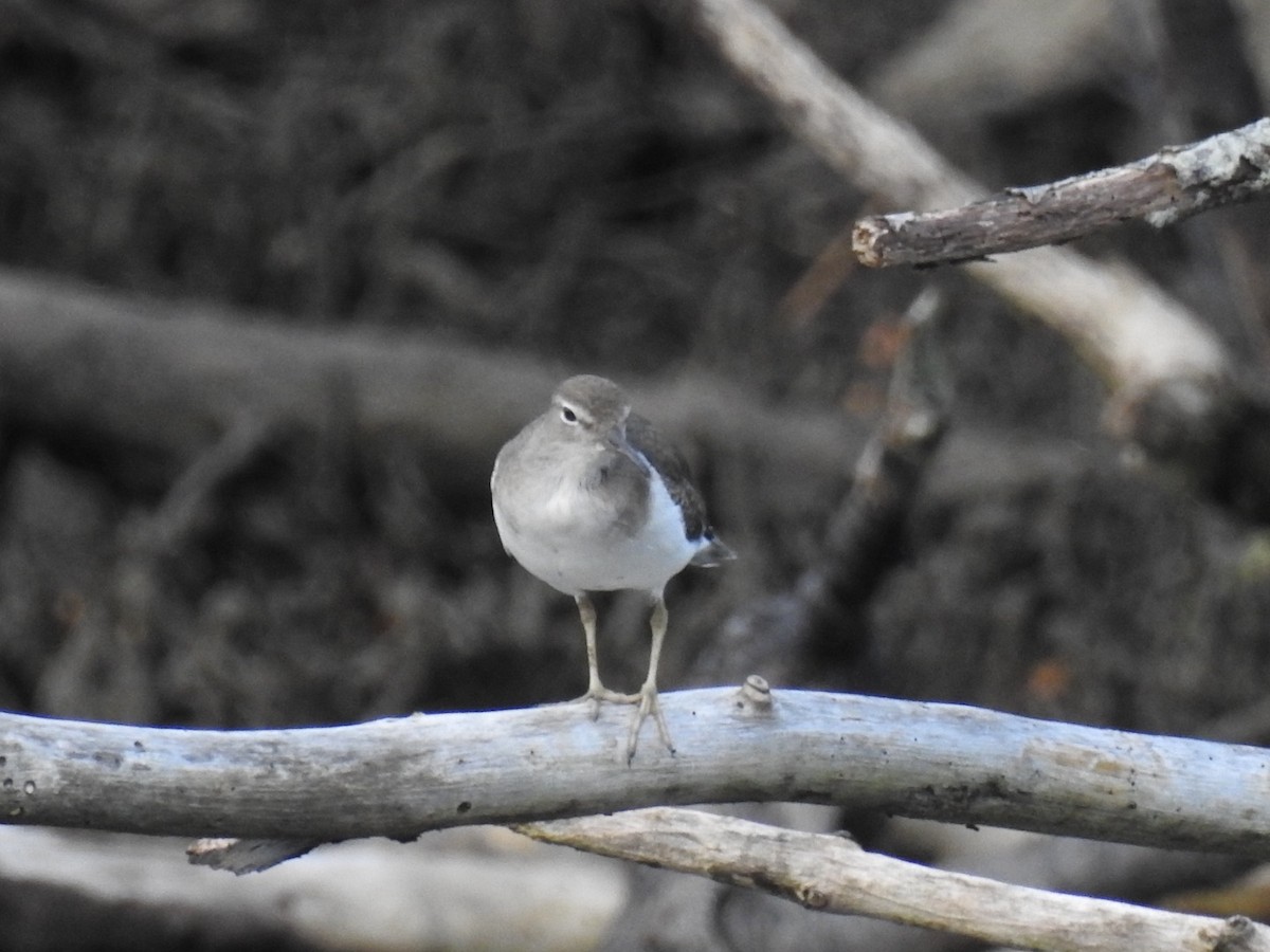 flekksnipe - ML647351732