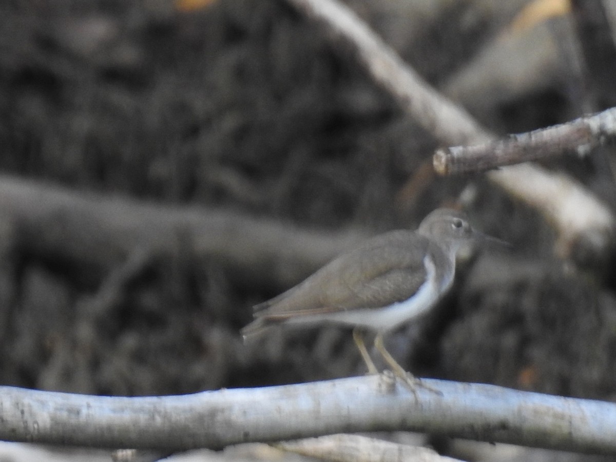 flekksnipe - ML647351733