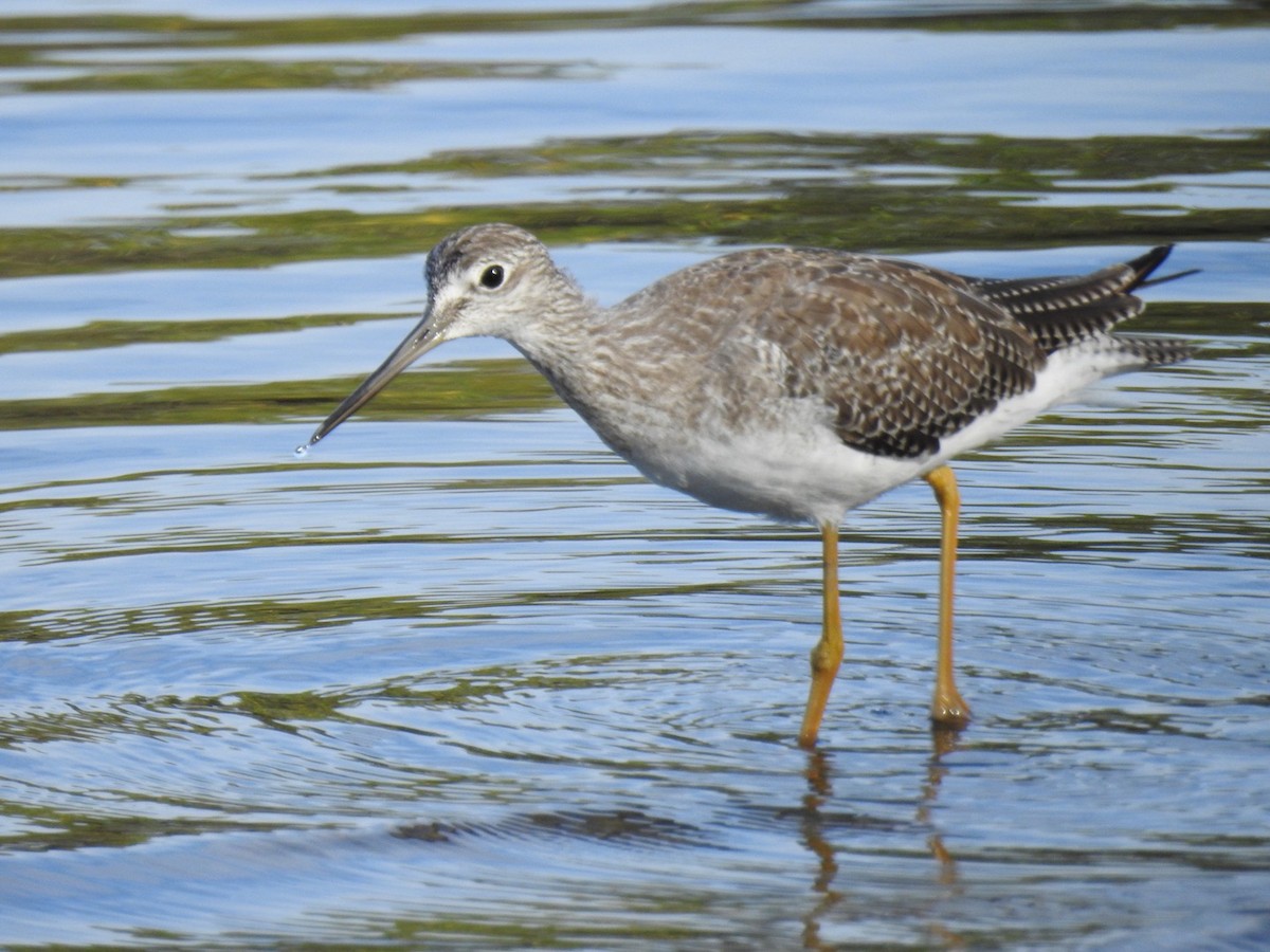 plystresnipe - ML647351748
