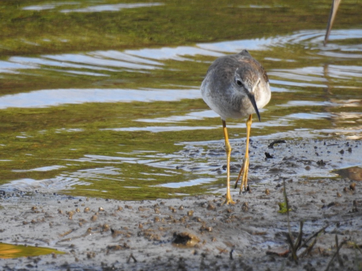 gulbeinsnipe - ML647351762