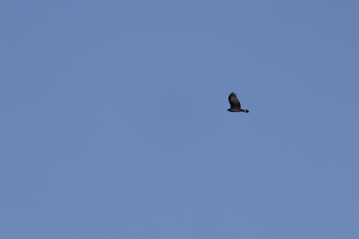 Zone-tailed Hawk - ML647351764