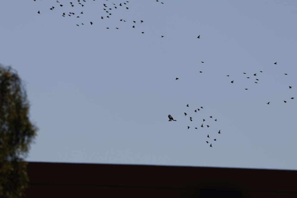 Zone-tailed Hawk - ML647351765