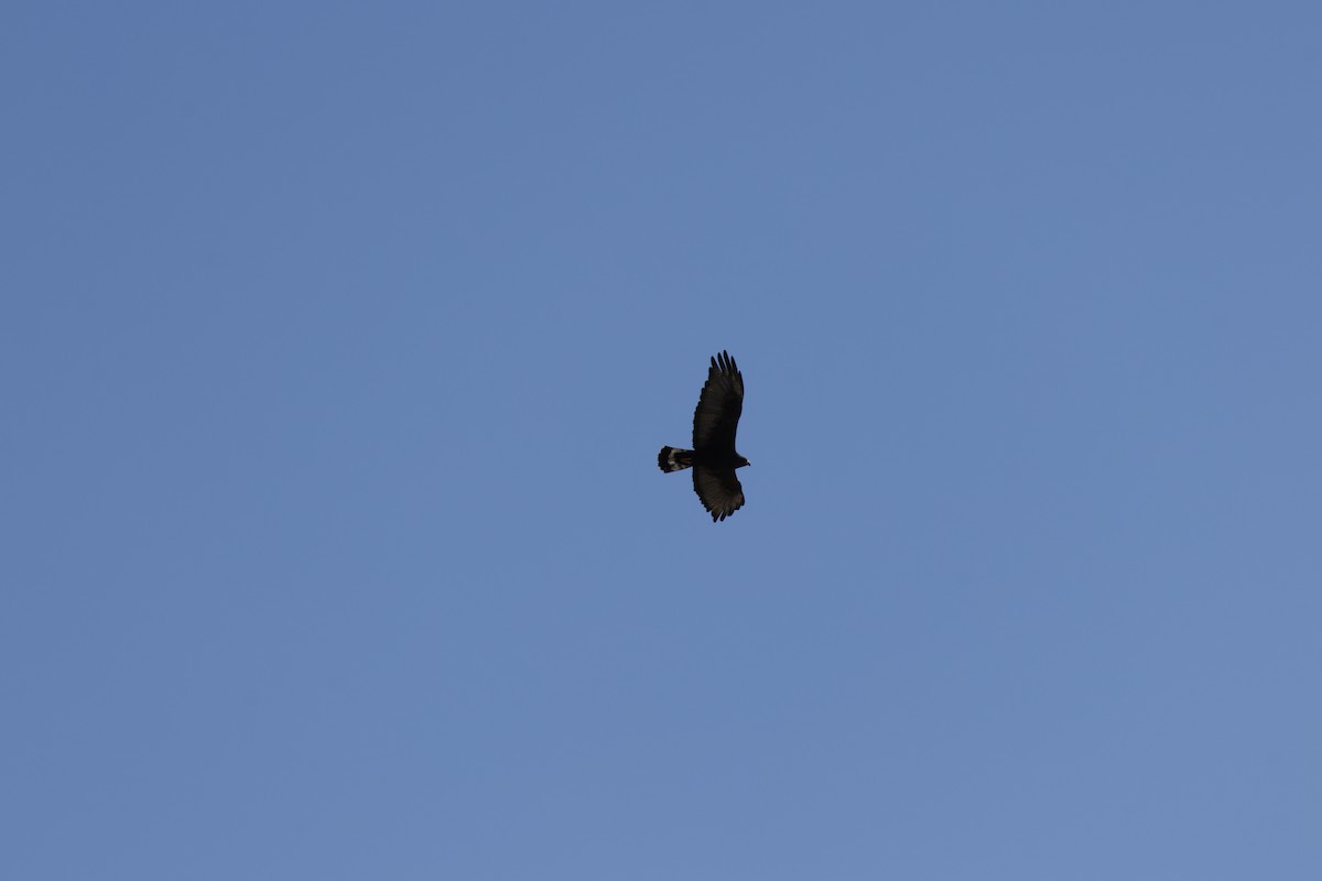 Zone-tailed Hawk - ML647351766