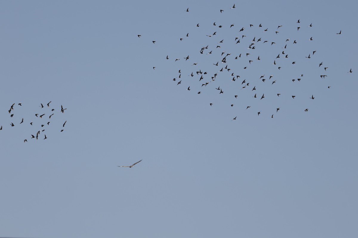 Zone-tailed Hawk - ML647351773