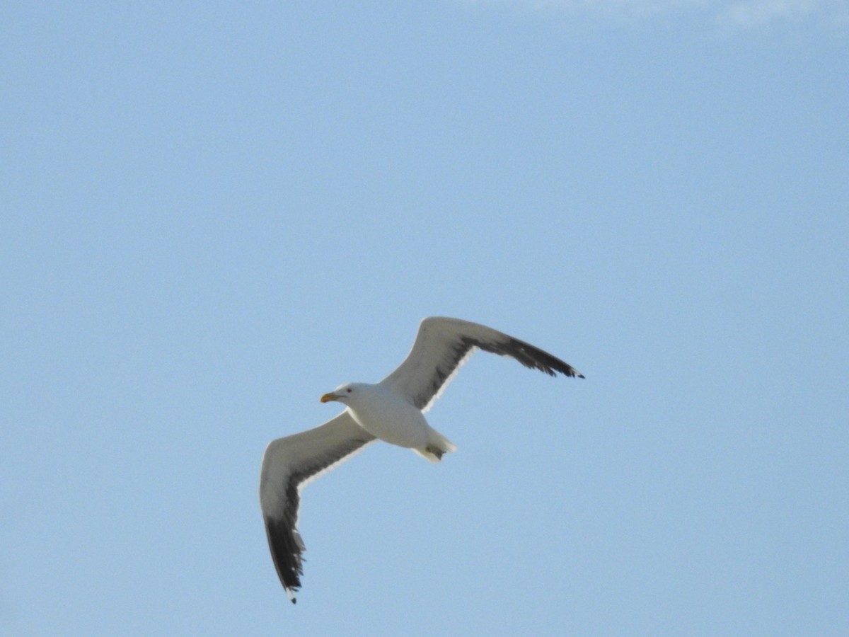 taremåke - ML647351779