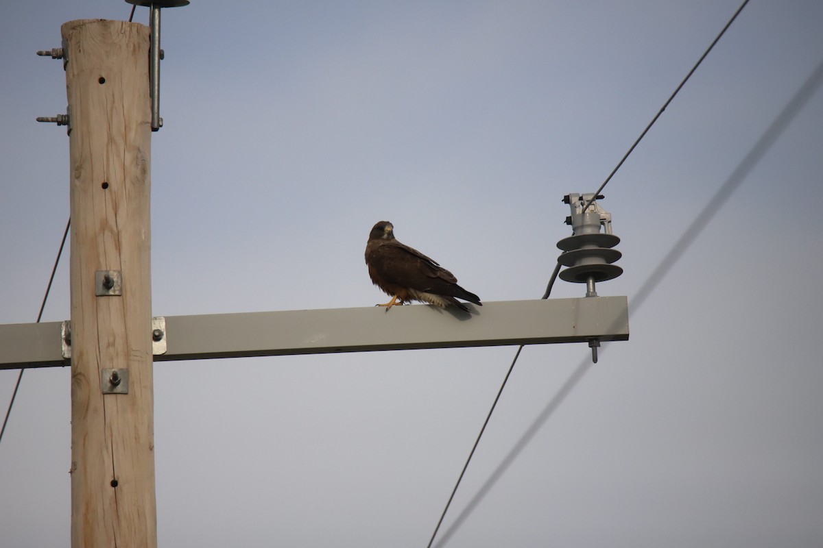 עקב מגוון - ML647351780