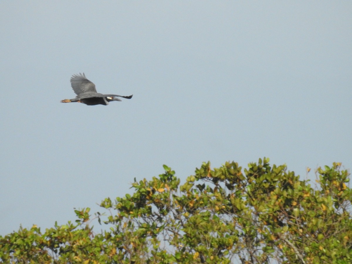 Yellow-crowned Night Heron - ML647351782