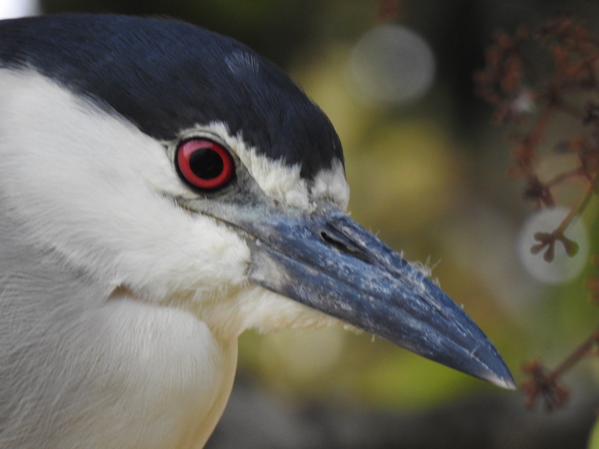 natthegre - ML647351785