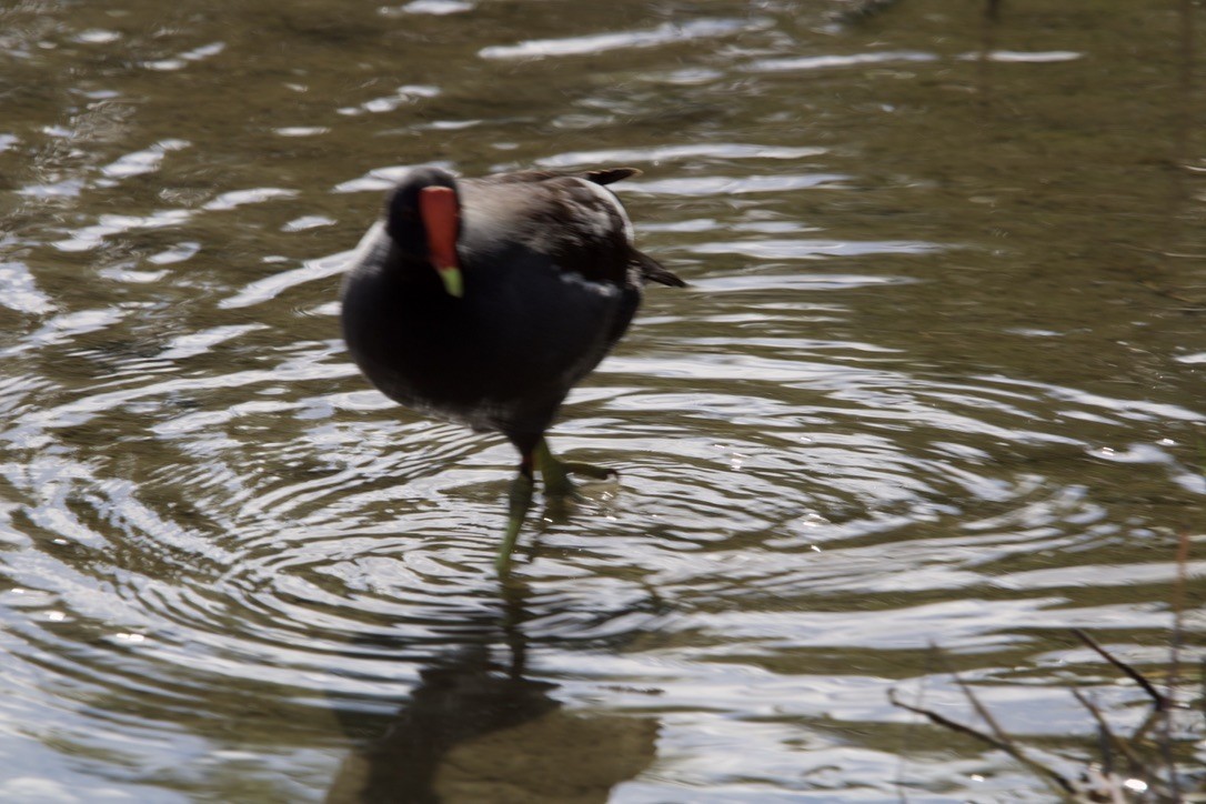 slípka americká - ML647351787