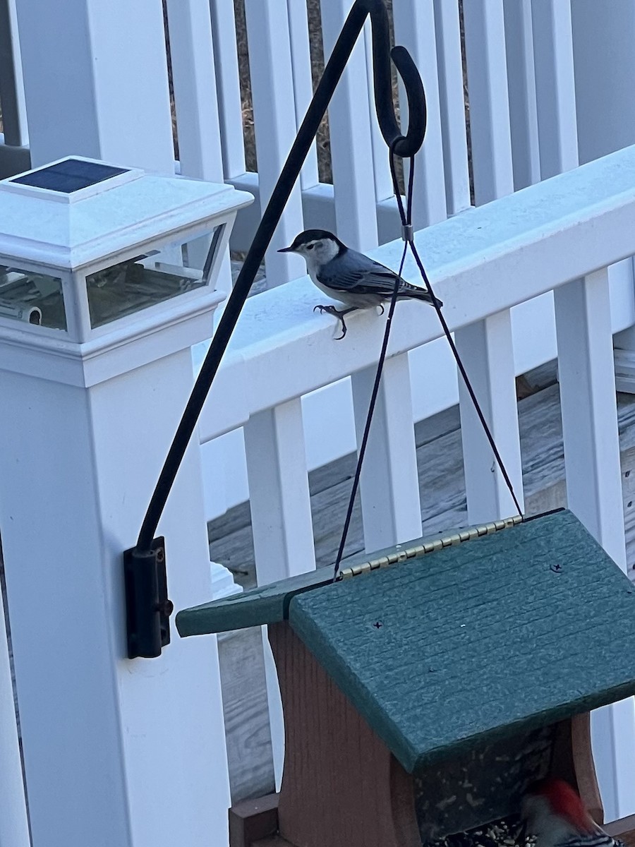 White-breasted Nuthatch - ML647351793