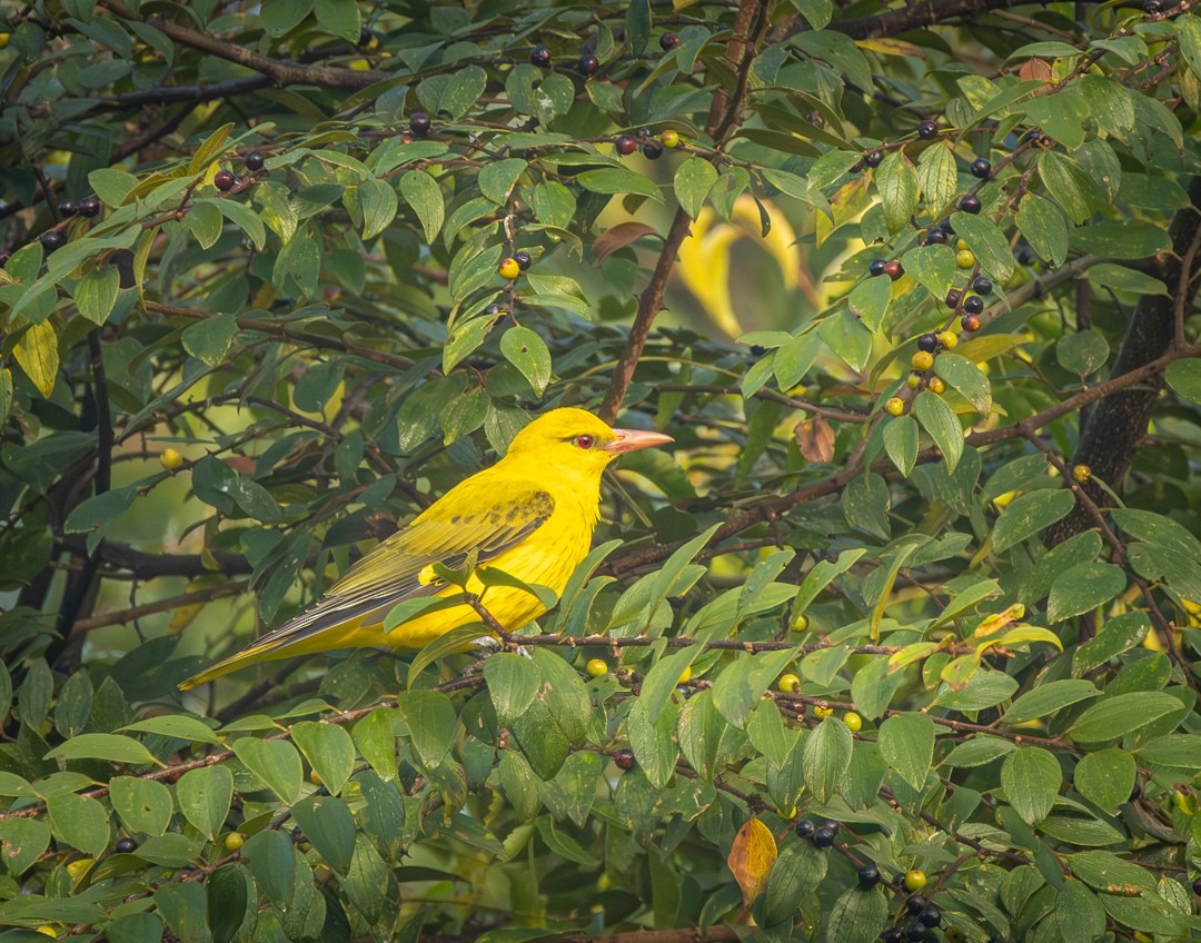 Indian Golden Oriole - ML647351796