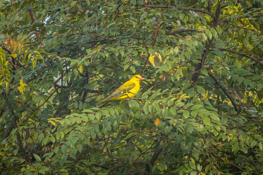 Indian Golden Oriole - ML647351797