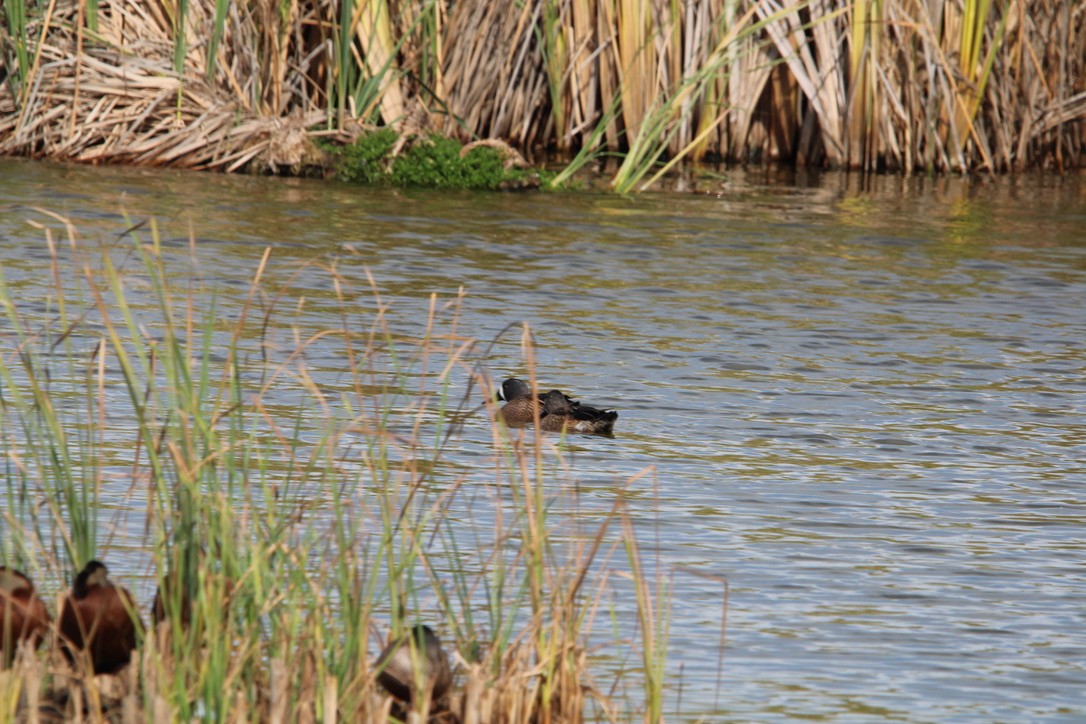 Sarcelle à ailes bleues - ML647351800