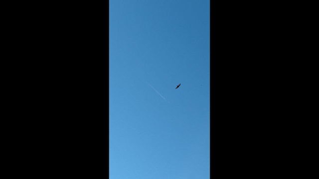 Zone-tailed Hawk - ML647351801