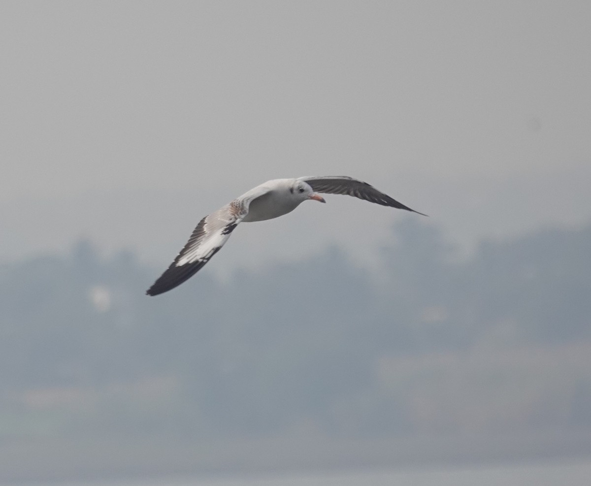 Gaviota Centroasiática - ML647351802