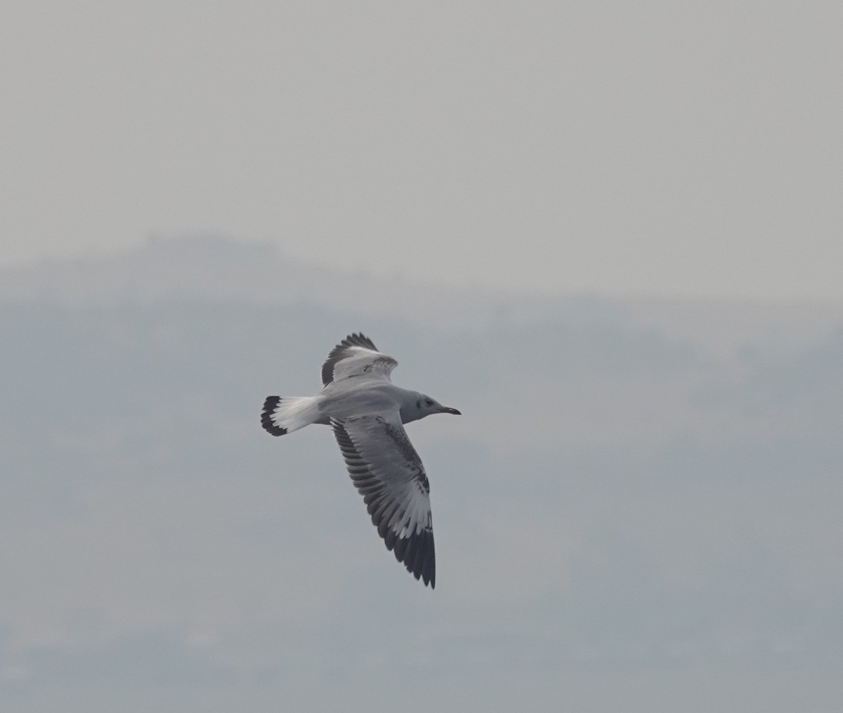 Gaviota Centroasiática - ML647351803