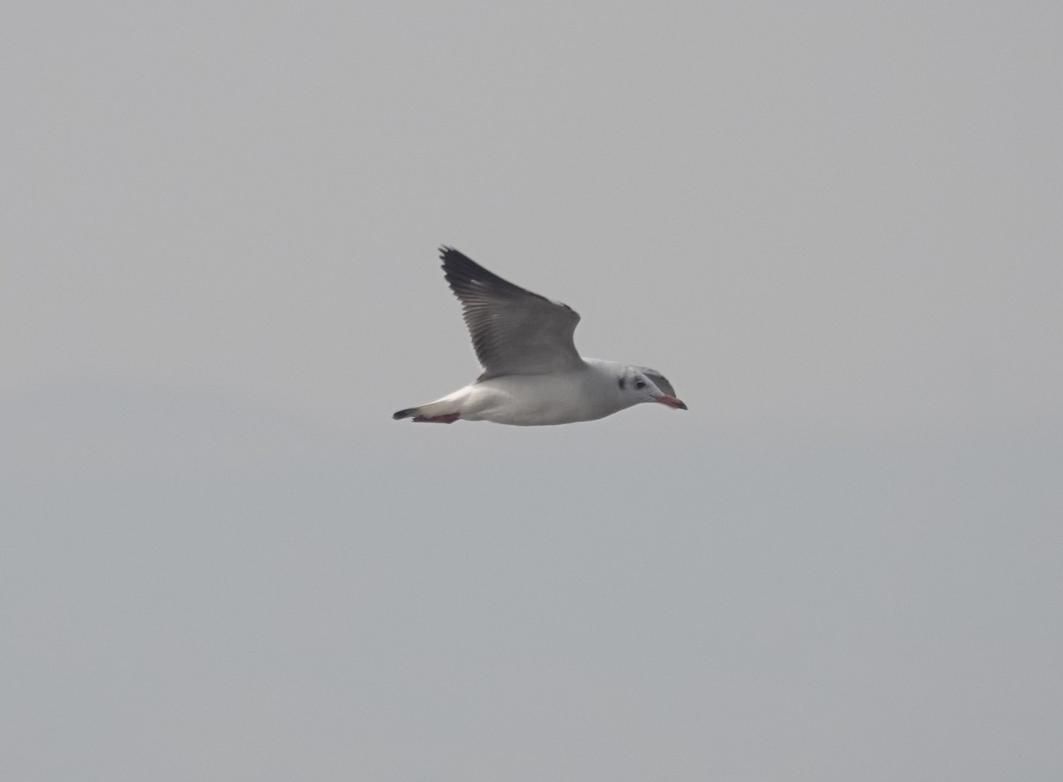 Gaviota Centroasiática - ML647351804
