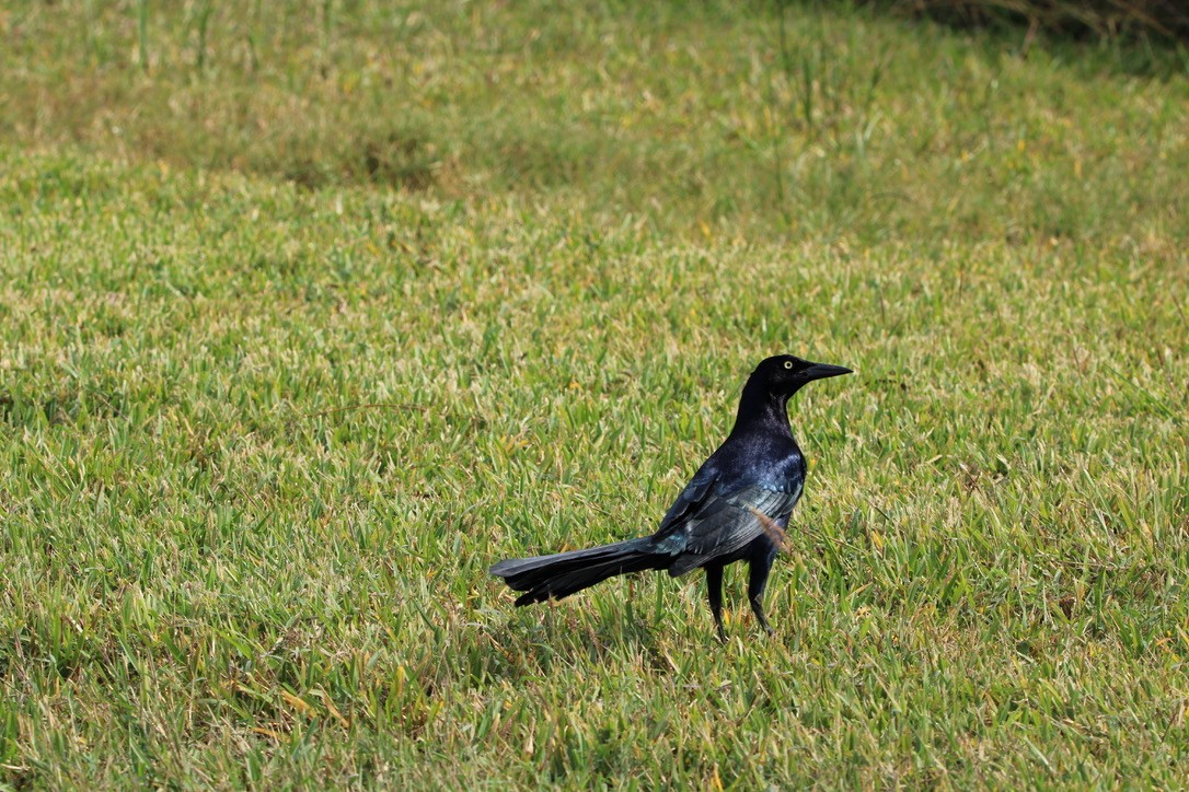 Great-tailed Grackle - ML647351808