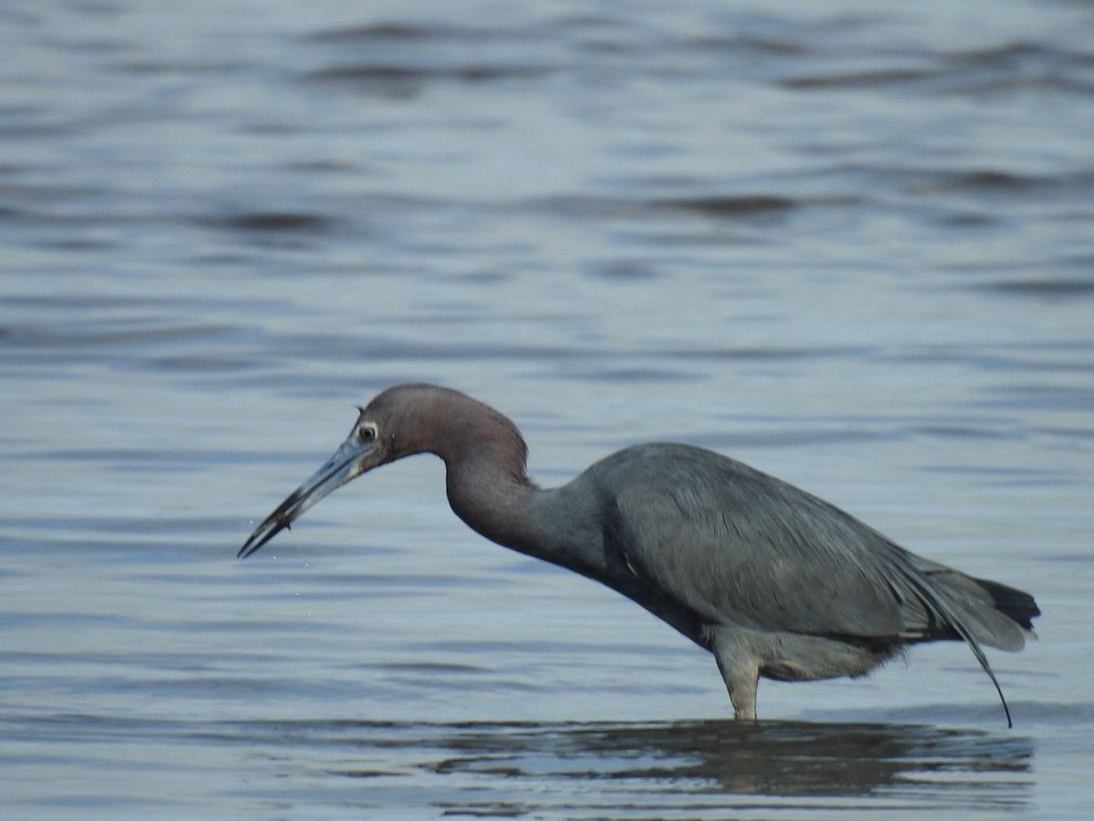 blåhegre - ML647351811