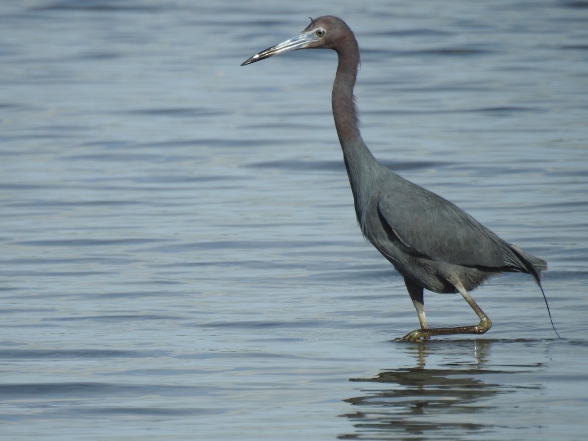 blåhegre - ML647351812