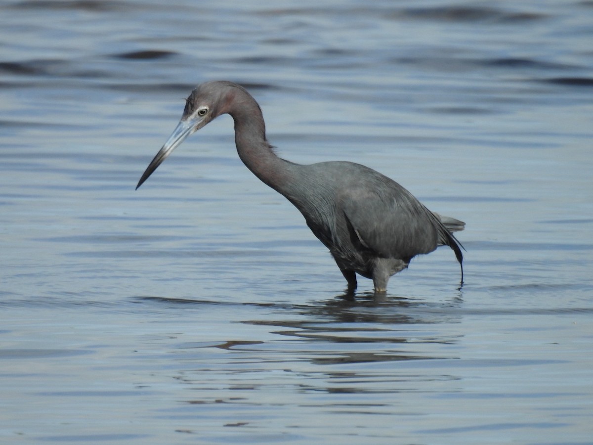 blåhegre - ML647351813