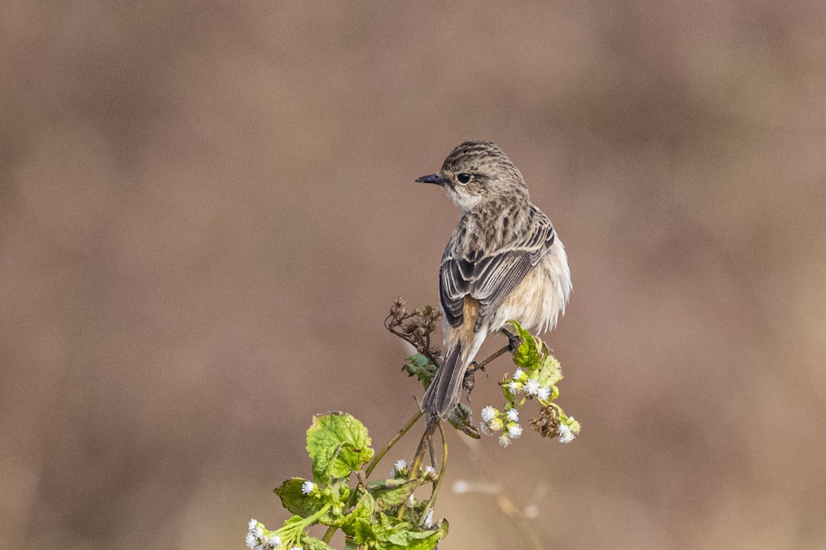 Pallasschwarzkehlchen - ML647351816
