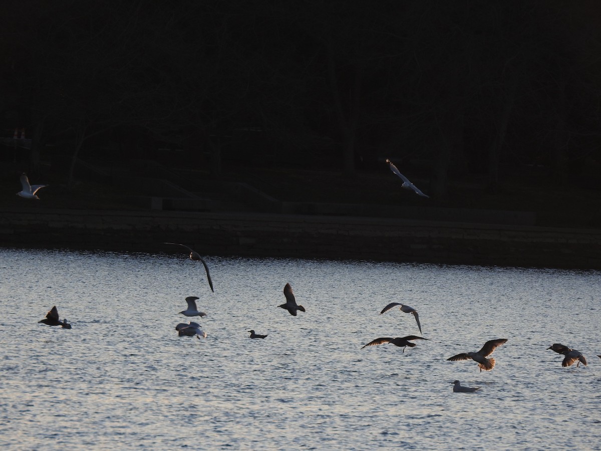 gull sp. - ML647351831