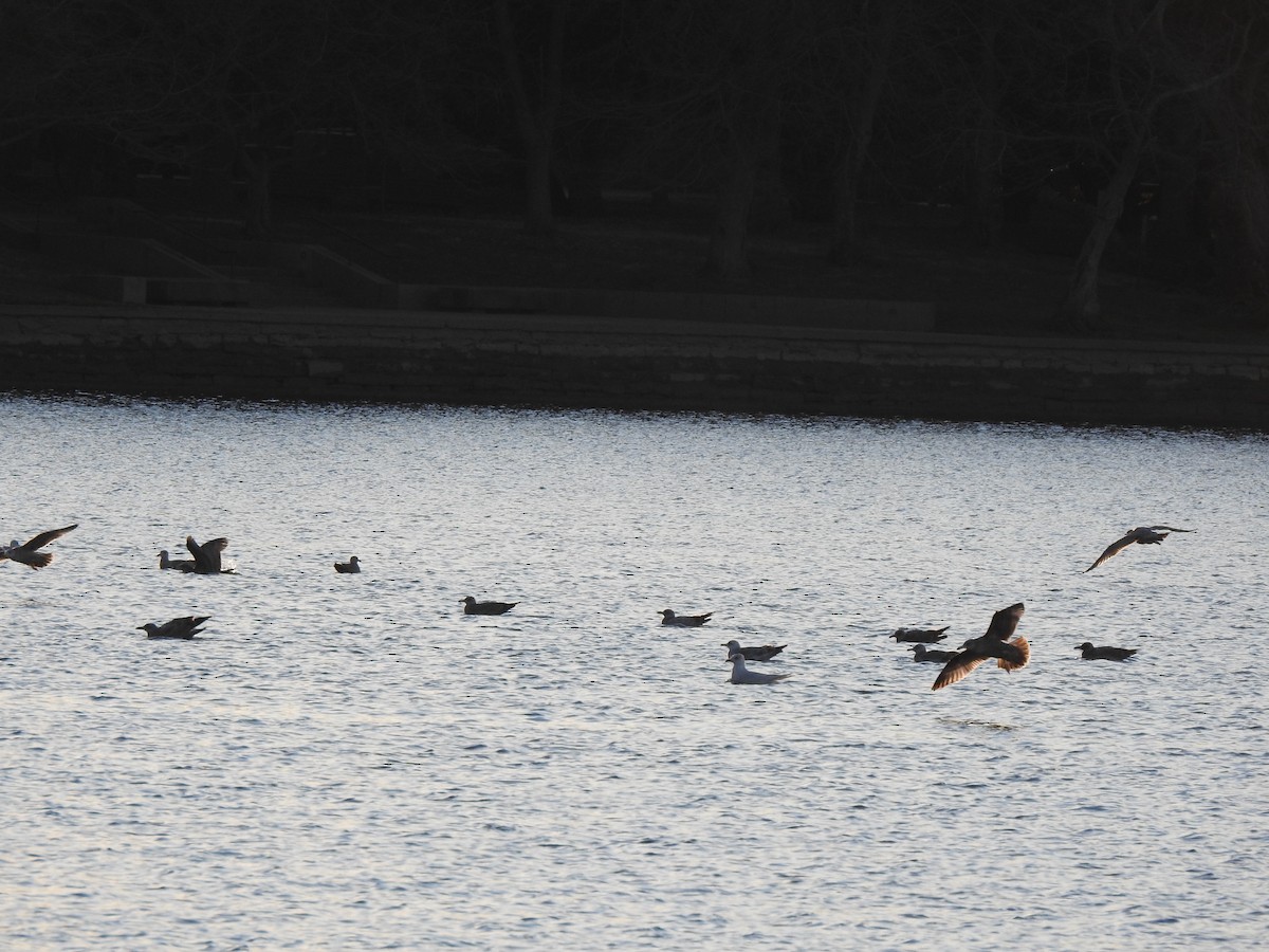 gull sp. - ML647351836