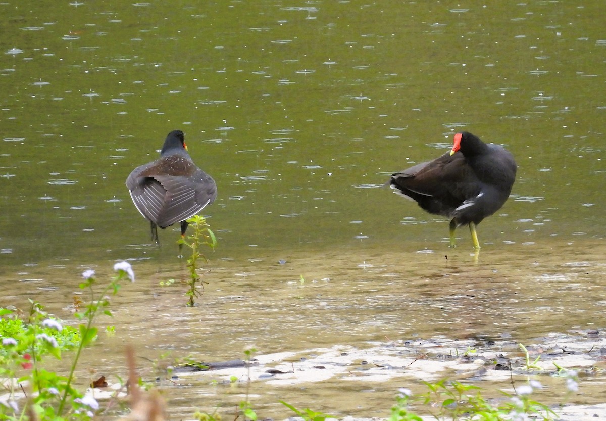 slípka americká - ML647351840