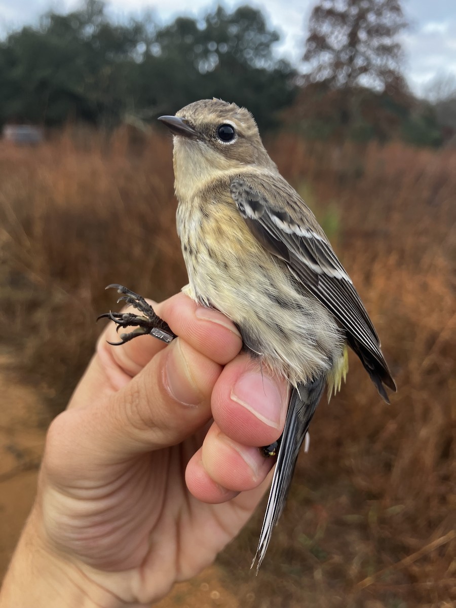Yellow-rumped Warbler (Myrtle) - ML647351843