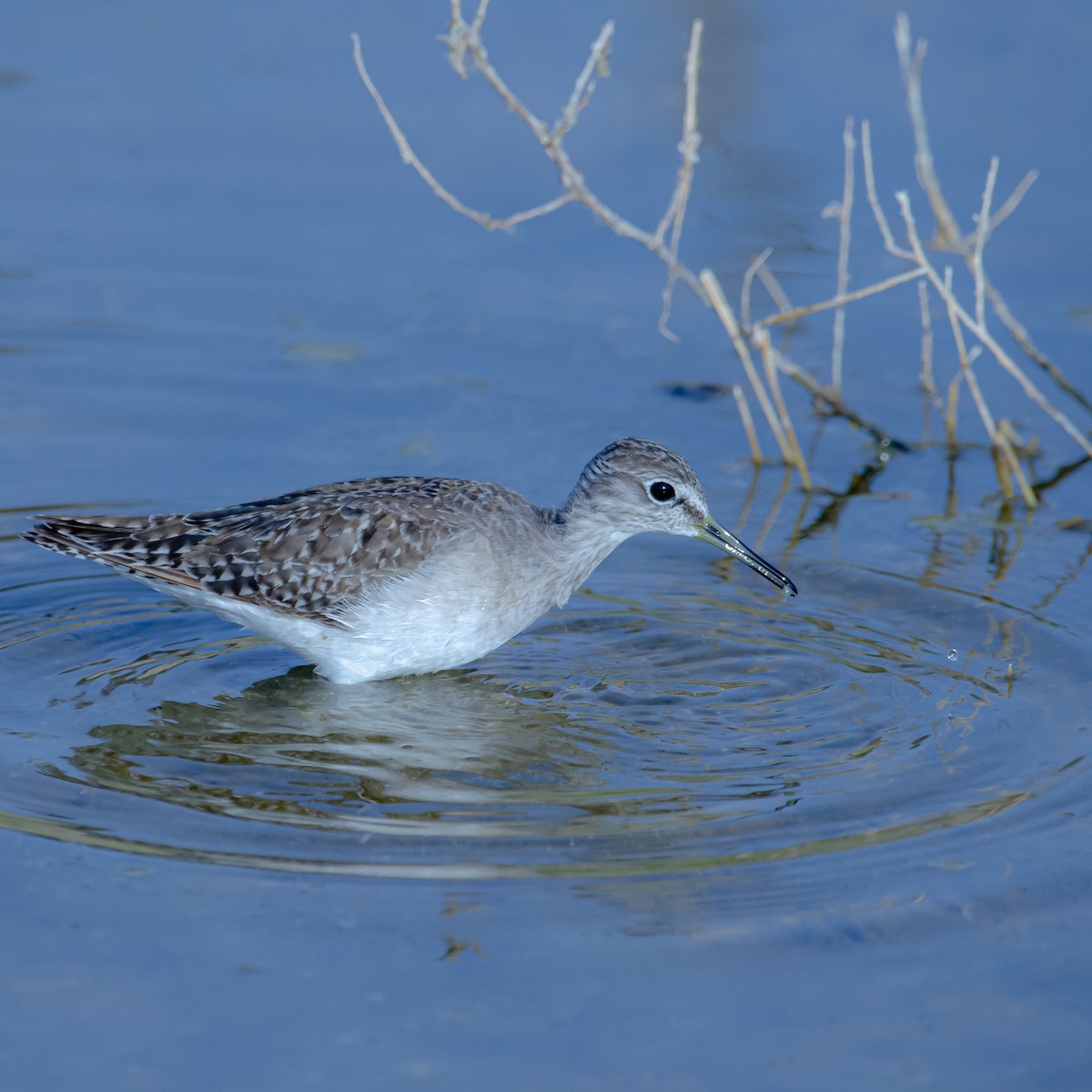 Wood Sandpiper - ML647351846
