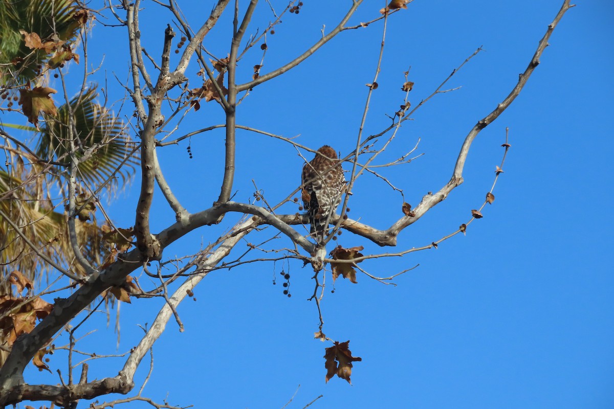 Red-shouldered Hawk - ML647351847