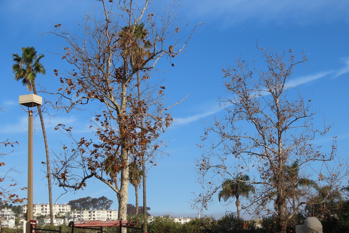 Red-shouldered Hawk - ML647351848