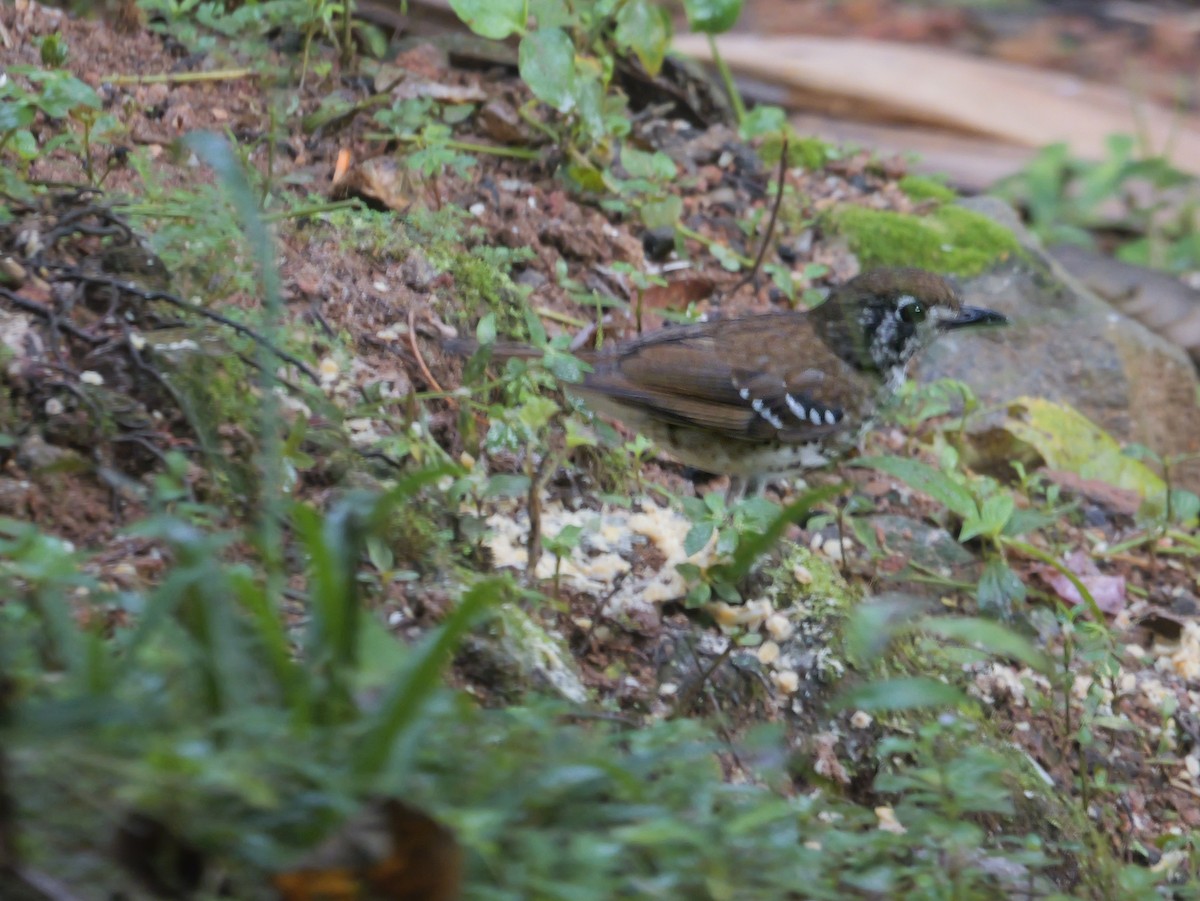 Spot-winged Thrush - ML647351849