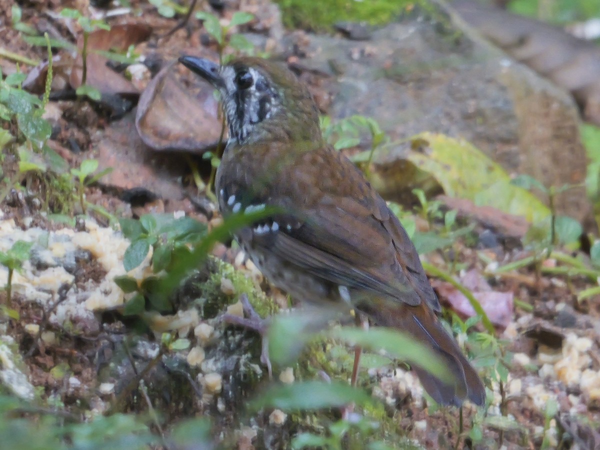 Spot-winged Thrush - ML647351850