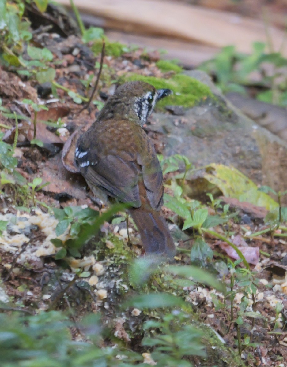 Spot-winged Thrush - ML647351851
