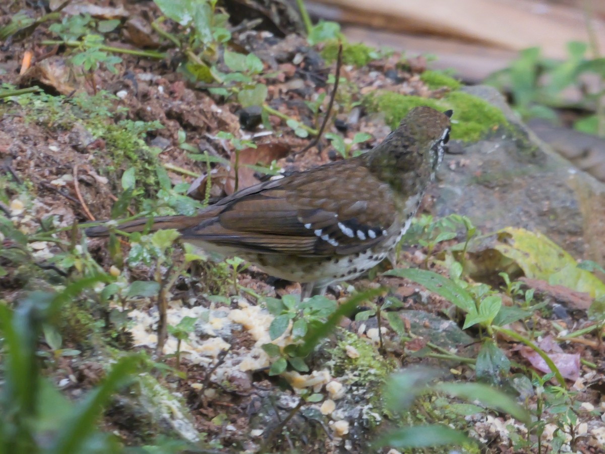 Spot-winged Thrush - ML647351852