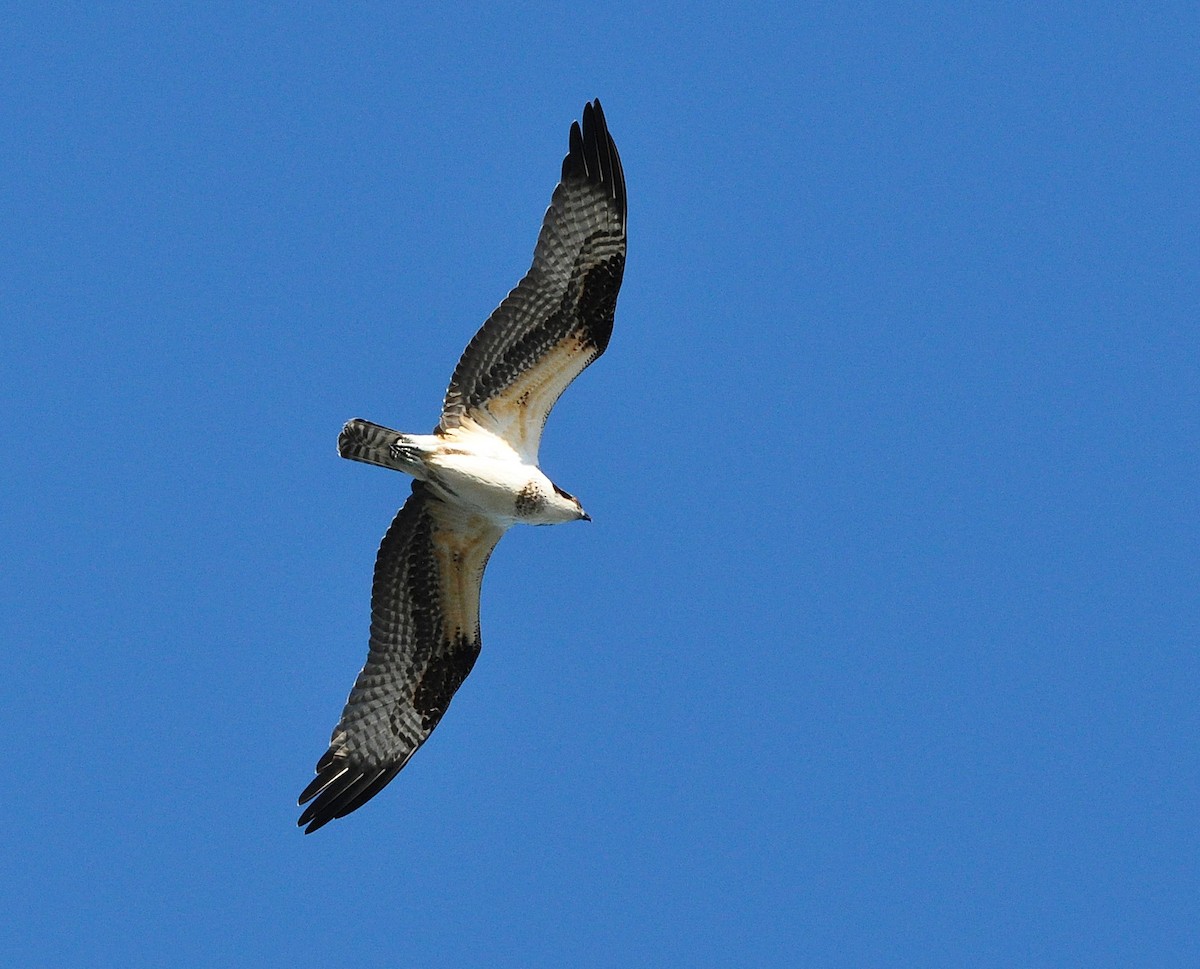 Osprey (American) - ML647351854