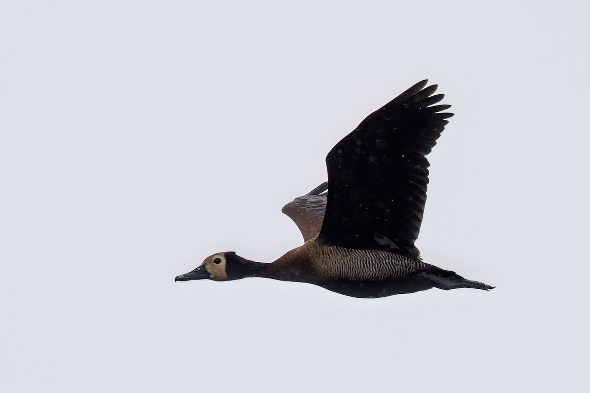 White-faced Whistling-Duck - ML647351855