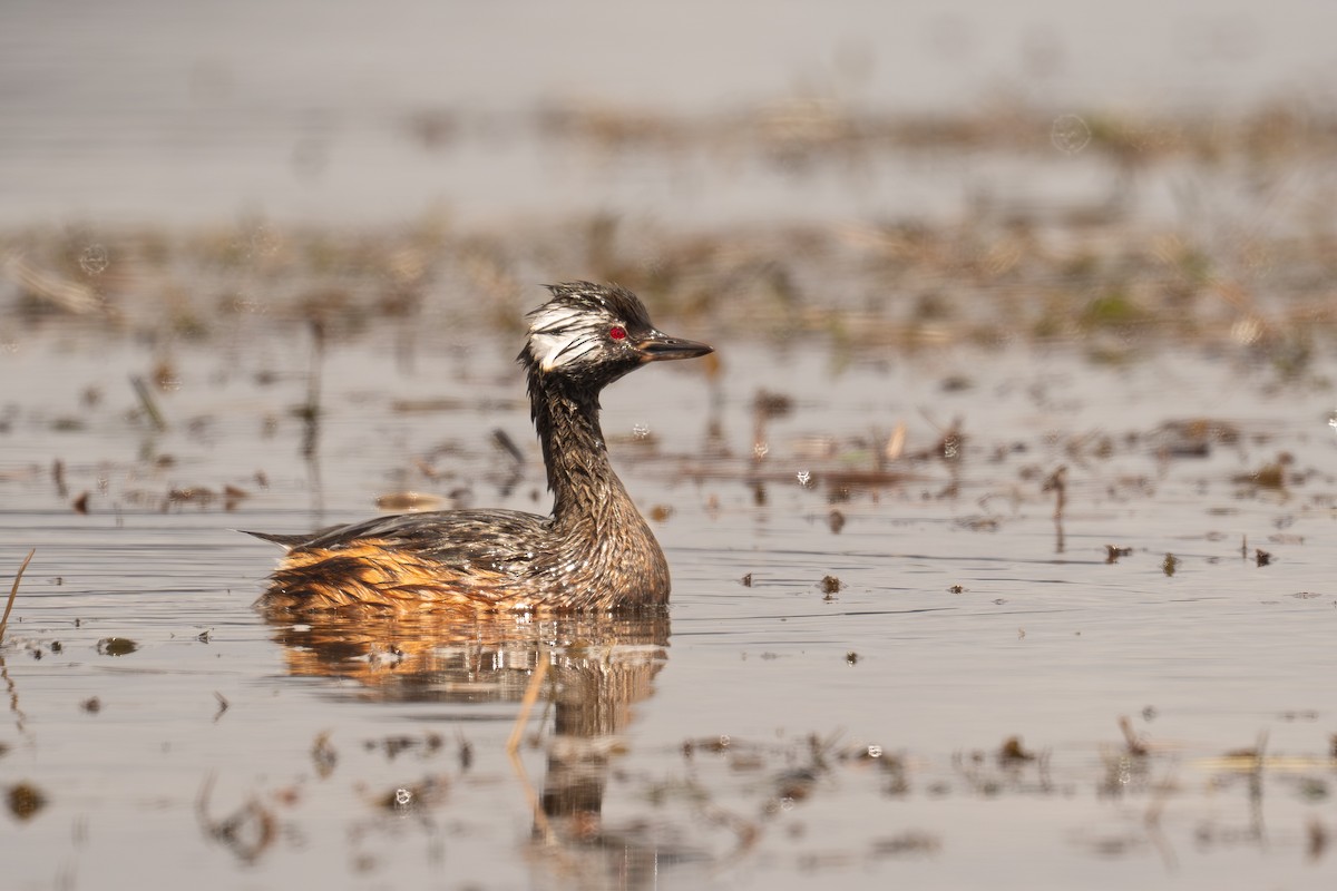 White-tufted Grebe - ML647351856