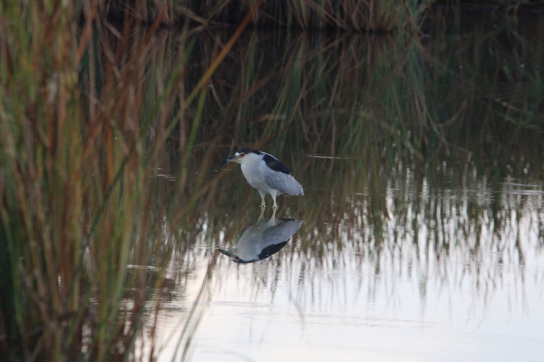 Black-crowned Night Heron - ML647351857