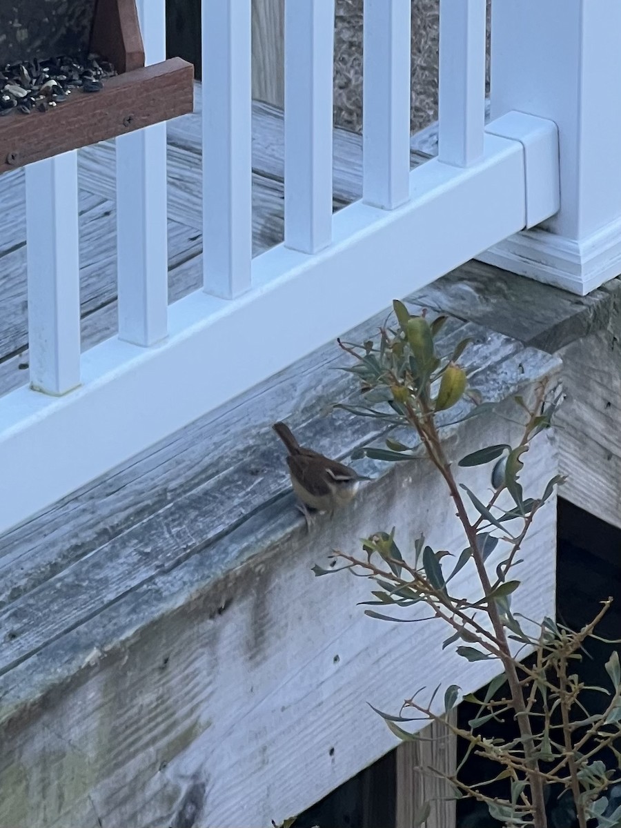 Carolina Wren - ML647351858