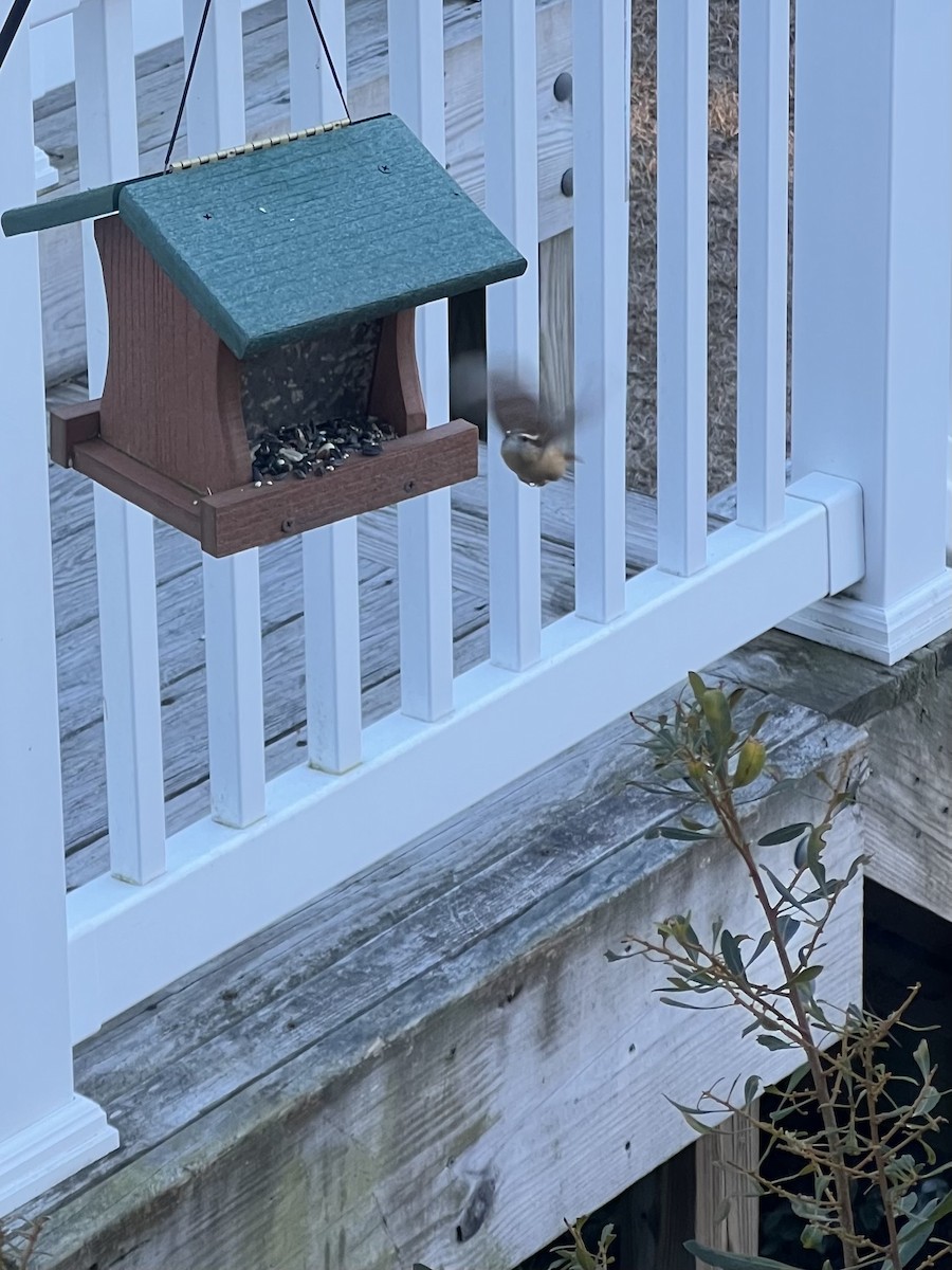 Carolina Wren - ML647351859