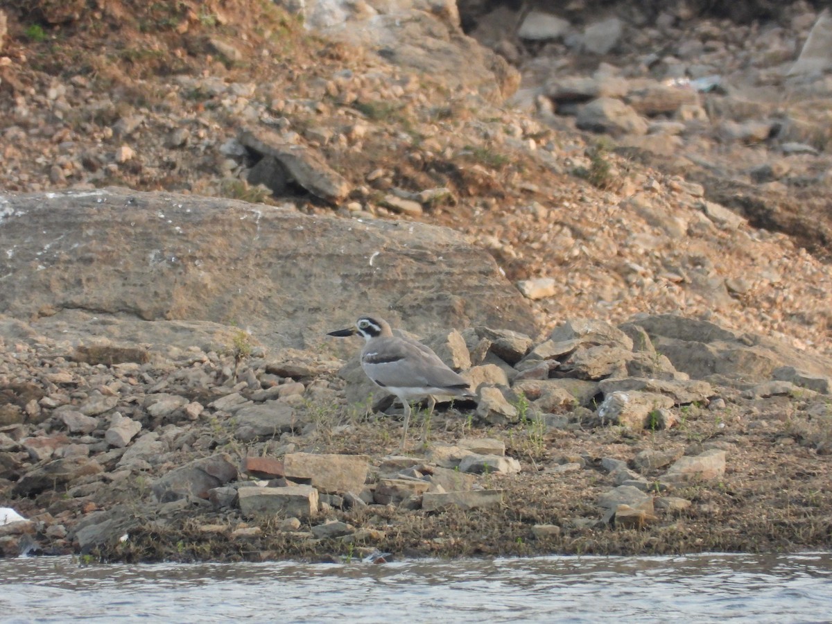 כרוון ענק - ML647351860