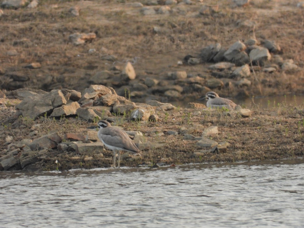 כרוון ענק - ML647351861