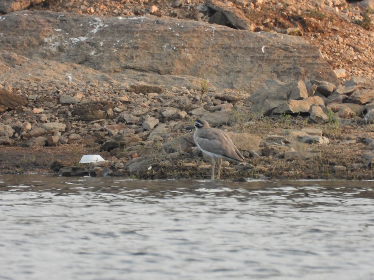 כרוון ענק - ML647351862