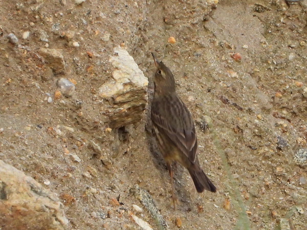 Rock Pipit - ML647351864