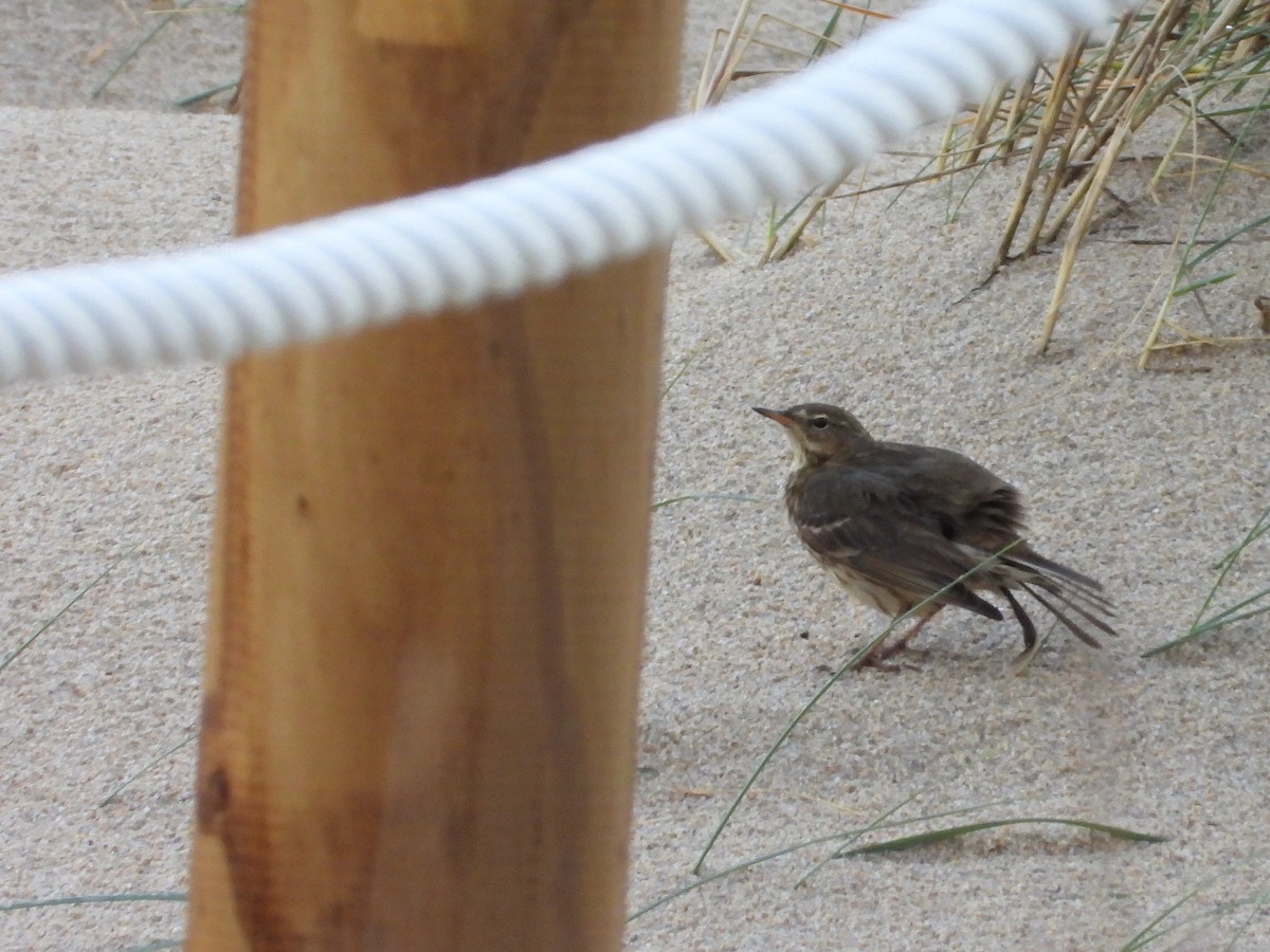 Rock Pipit - ML647351865